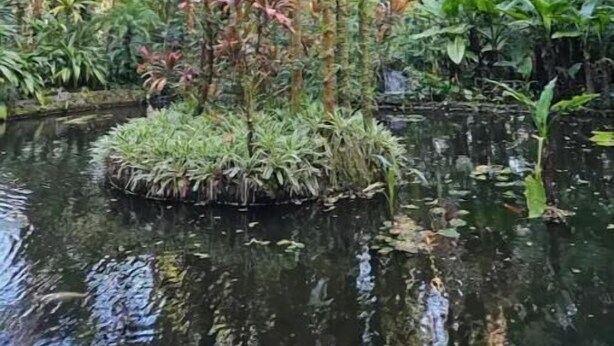 A tropical garden with a water feature surrounded by various plants and trees. - Beautiful Paradise Park Hale (Keaau)