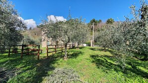 Un olivar con una valla de madera, un muro de piedra y un cielo azul despejado.