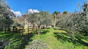 Property grounds - Beautiful apartment in villa for 4 people with WIFI and pets allowed, close to Lucca (Loppeglia-fiano)