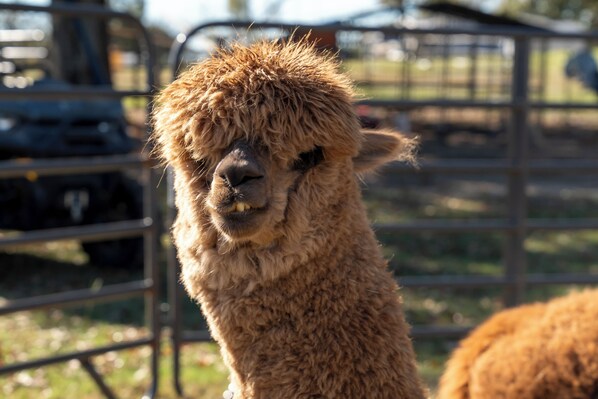A llama with a curly brown coat, standing in an outdoor enclosure with metal fencing and a grassy background.