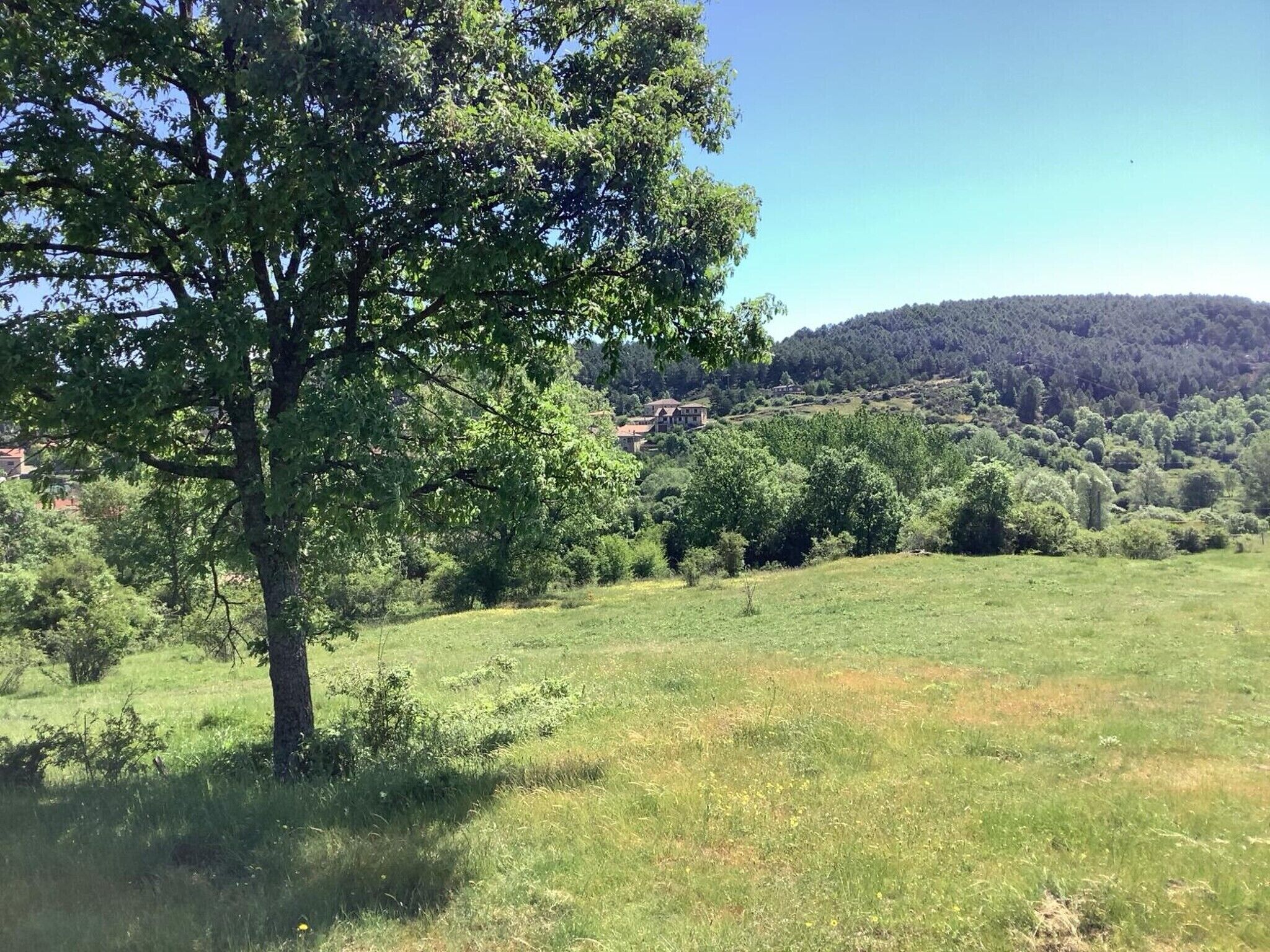 Un paisaje rural con un árbol grande, colinas onduladas y una casa a lo lejos.