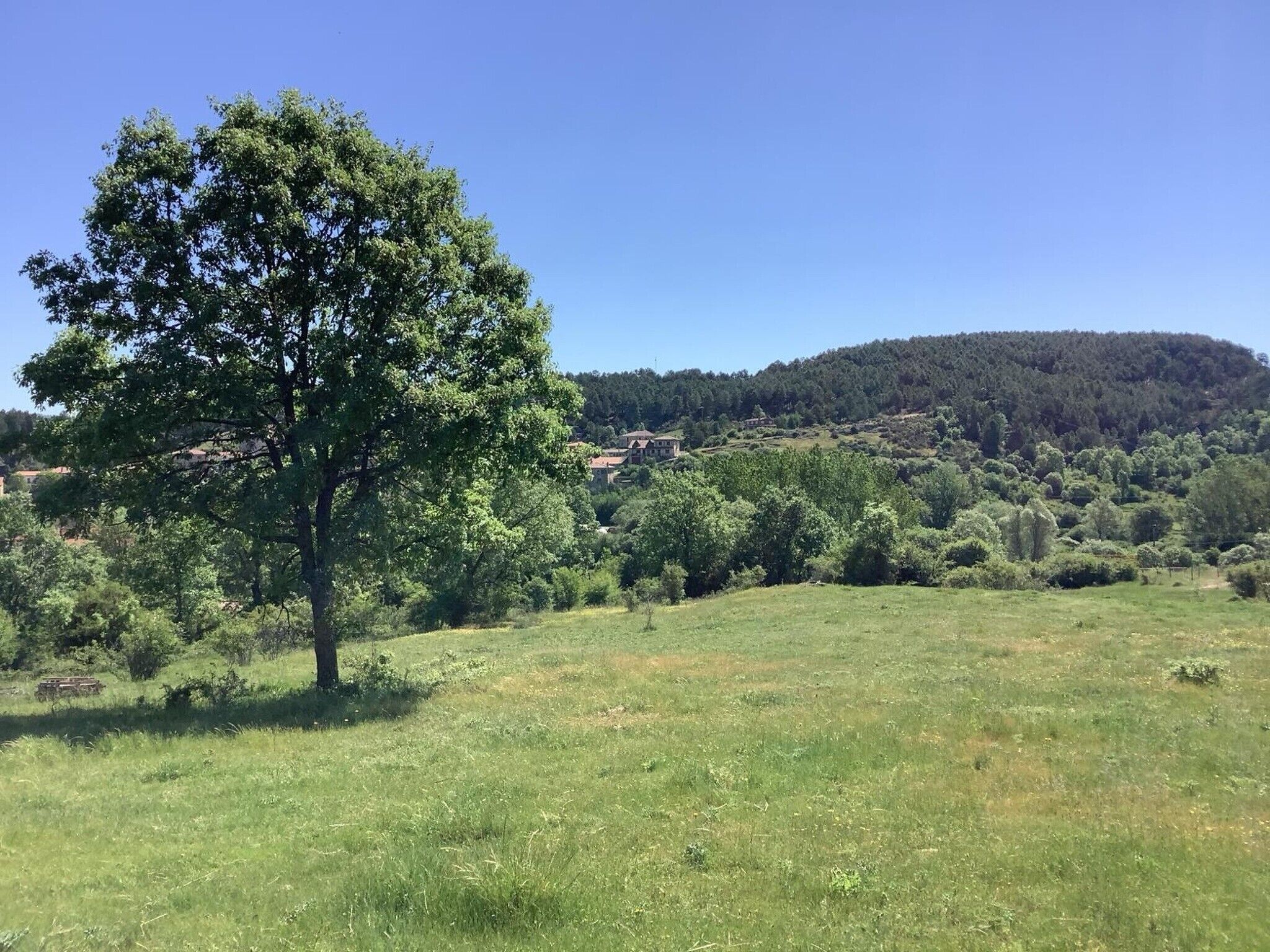 Un champ verdoyant avec un grand arbre au premier plan et une colline avec des bâtiments à l’arrière-plan.