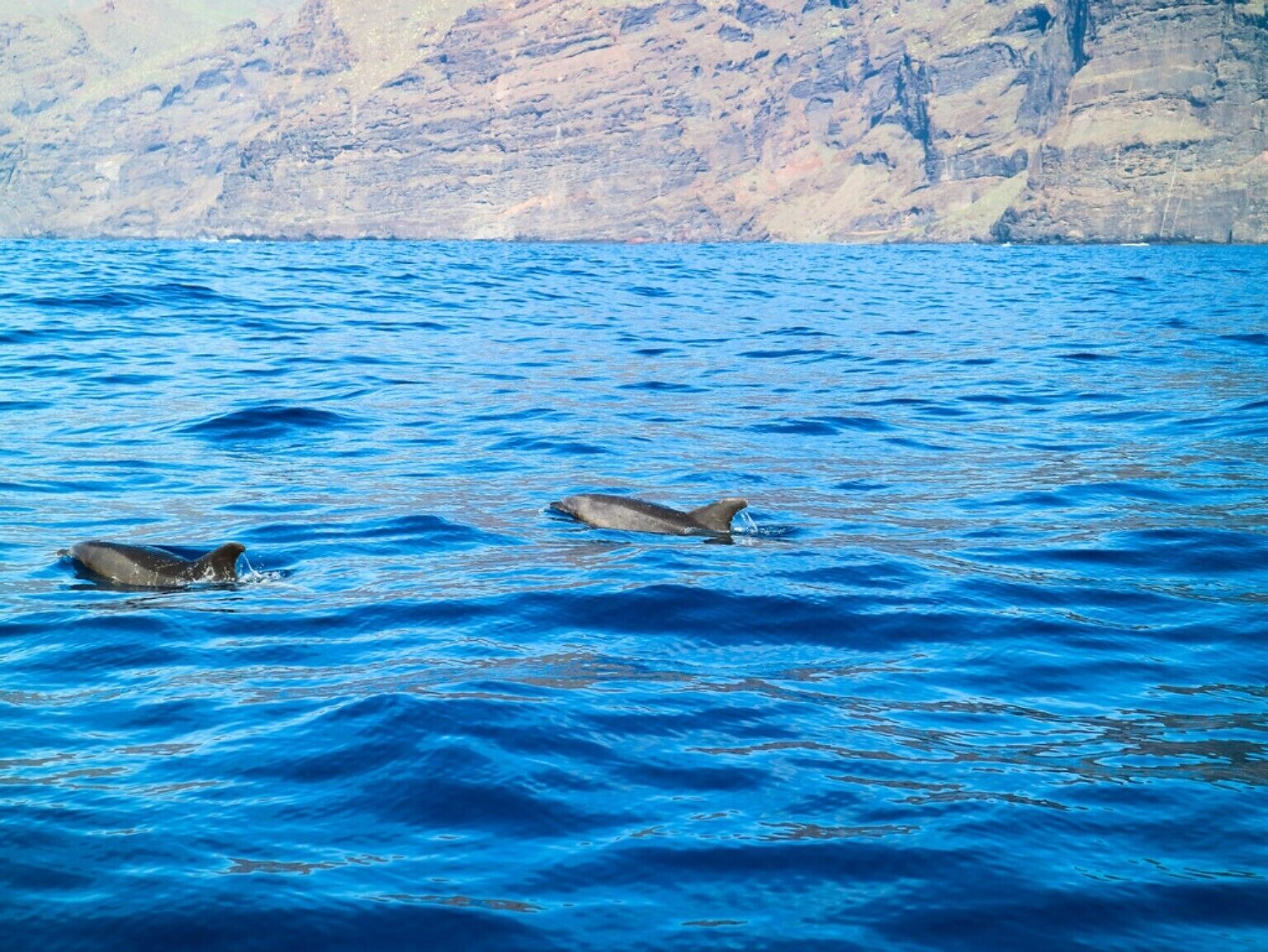 Une vue dégagée sur l’océan, où l’on peut voir des dauphins nager.