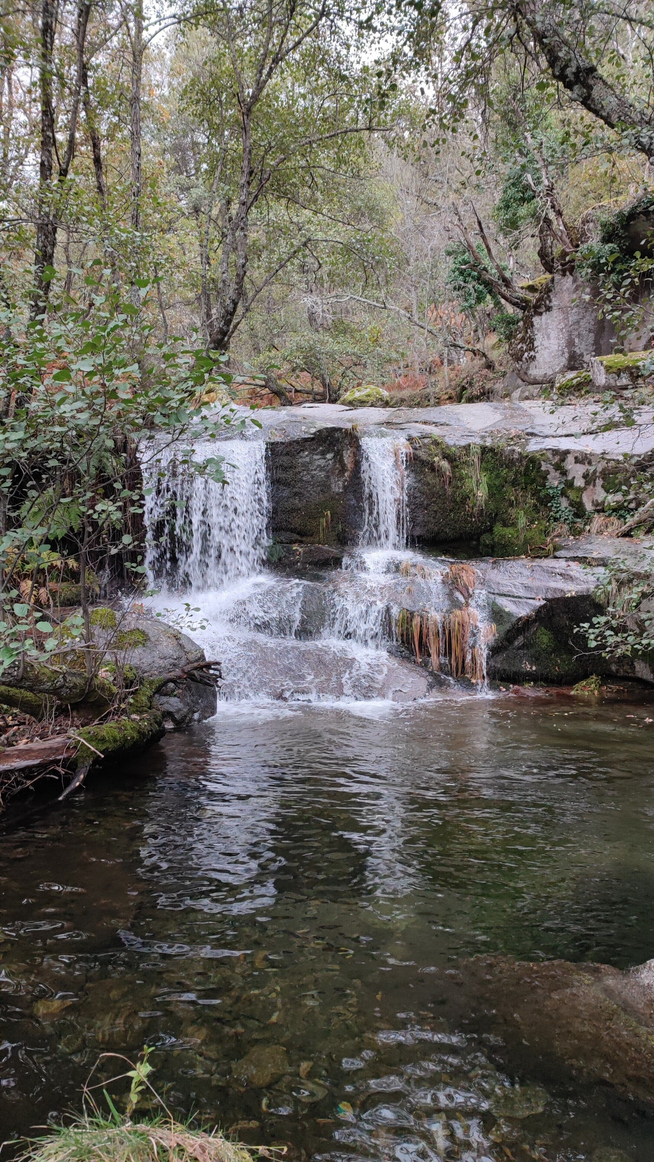 Een natuurlijke waterval in een bebost gebied, met helder water en omliggende beplanting.