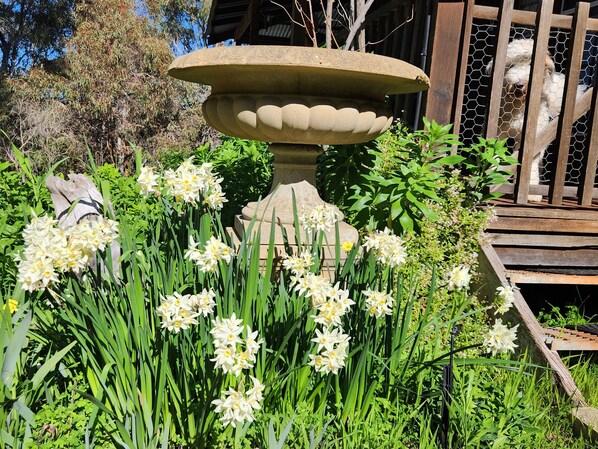 A garden with a stone fountain surrounded by daffodils. - Secluded rustic cottage charm, opposite river walk, close to town. Pet friendly! (Bridgetown)