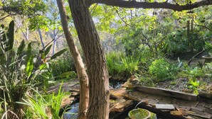 A natural garden setting with a pond, various plants, and a wooden bridge. - Secluded rustic cottage charm, opposite river walk, close to town. Pet friendly! (Bridgetown)