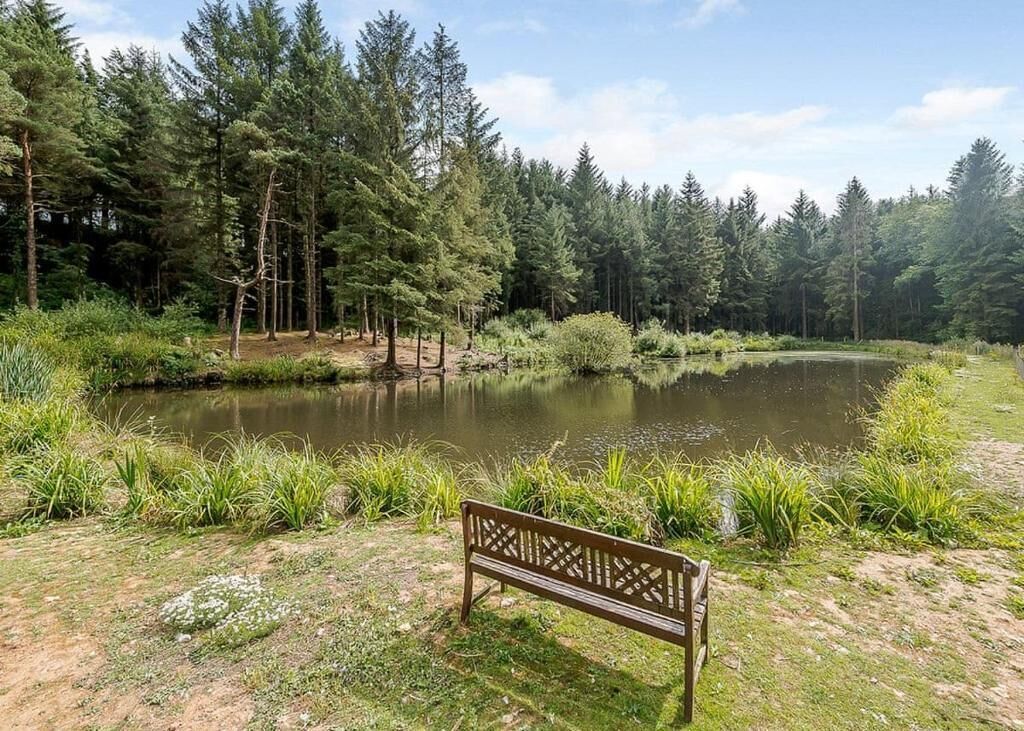 A bench by a pond surrounded by trees.
