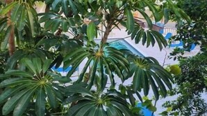 Un albero verde e rigoglioso con foglie ampie, probabilmente una pianta tropicale, in un giardino.