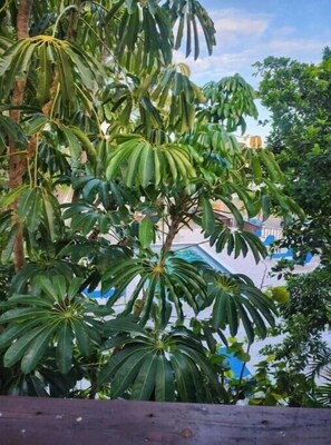 Unclassified image, 5 of 19, button - 1-Bedroom Loft Apartment in Point Blanche (Sint Maarten)