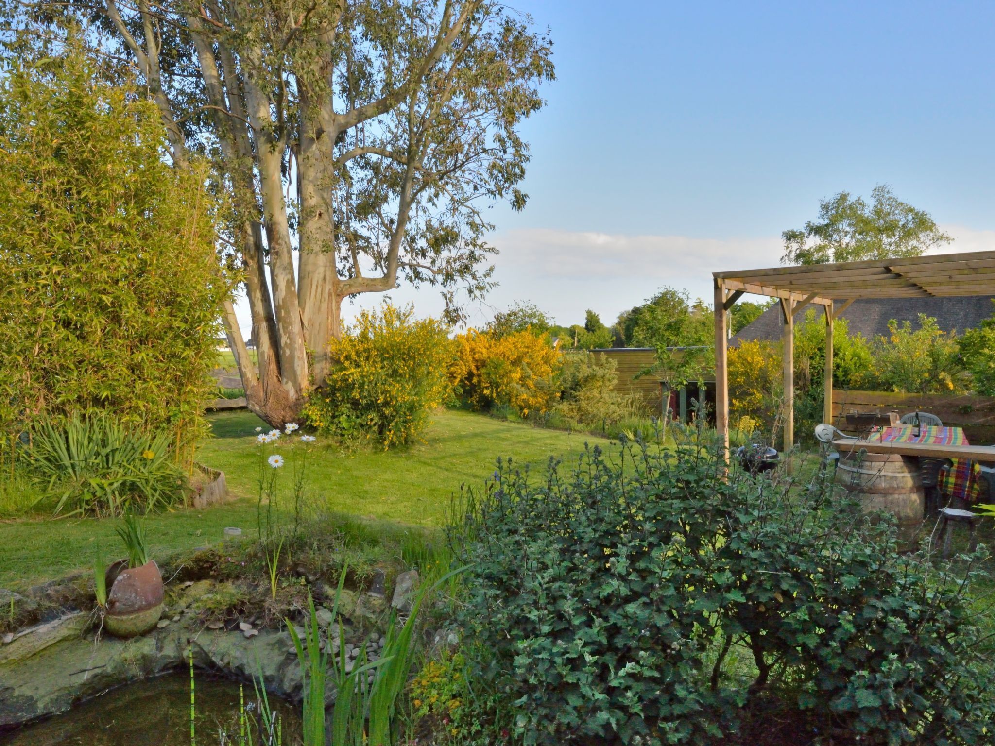 A garden with a pond, a large tree, and a wooden pergola.