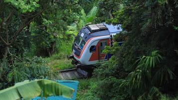 A train moving through a dense, green forested area.