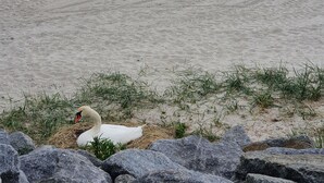Una playa con un cisne, rocas y agua tranquila.
