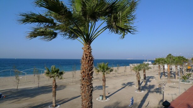 Une plage bordée de palmiers, sous un ciel bleu et dégagé.