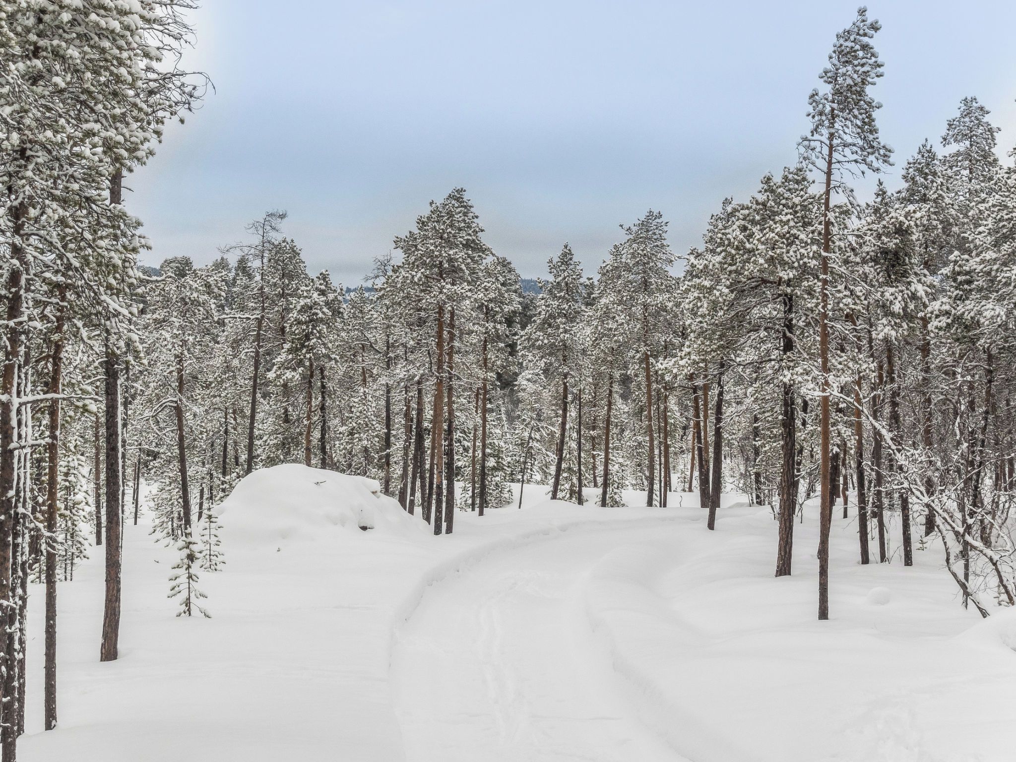 Une forêt enneigée avec un sentier bien dégagé.