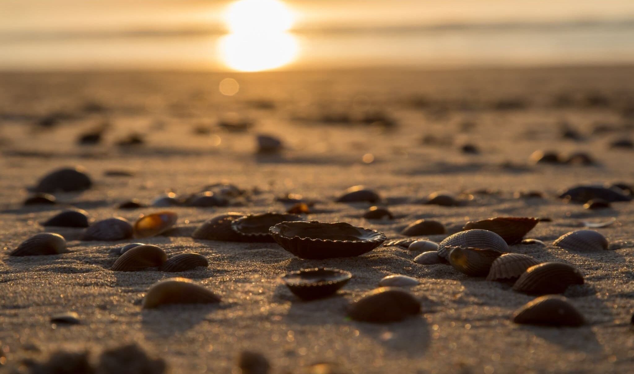 A beach with scattered seashells and a sunset in the background.
