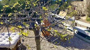 Un jardin avec un arbre, un banc en bois et une clôture blanche.
