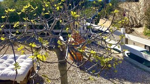 A garden with a tree, a wooden bench, and a white fence. - Appartement Laura. Terrasse, vue mer (Le Rove)