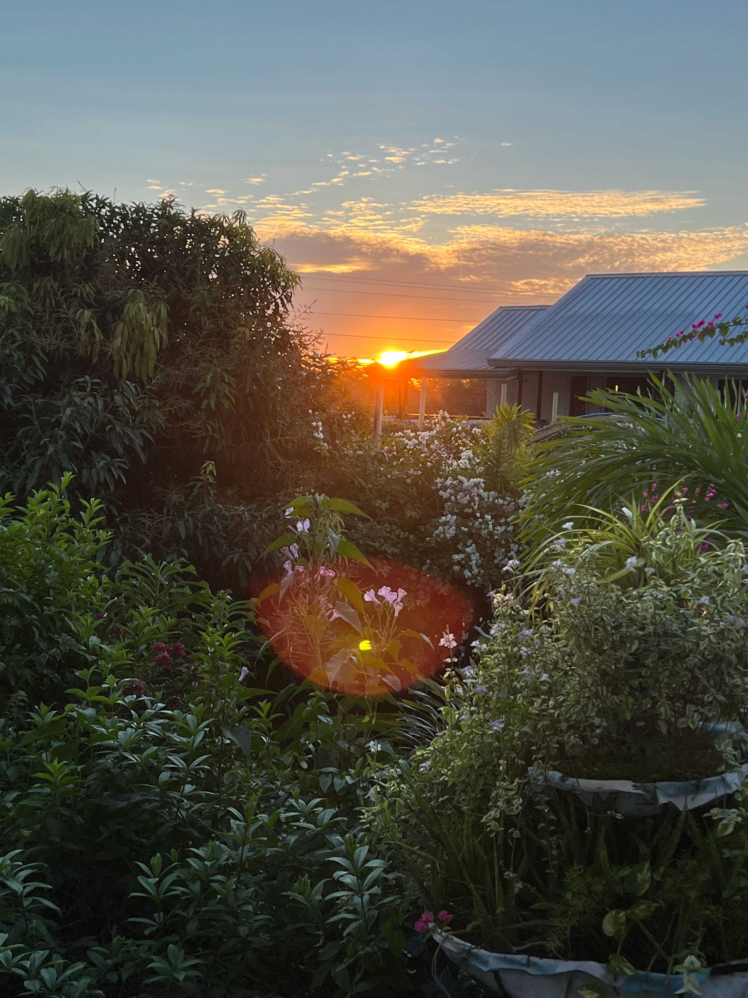 Un giardino con diverse piante e fiori, una casa con tetto in metallo e il sole al tramonto sullo sfondo.