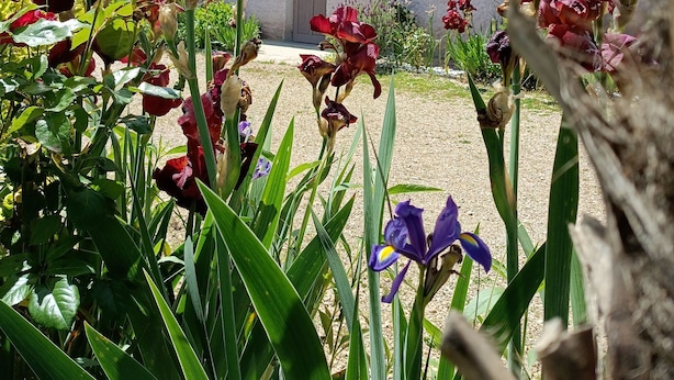 En have med forskellige blomster og planter foran en bygning med et trætag og en dør.