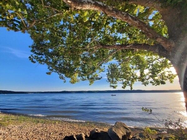 A lake with a boat, clear sky, and a tree providing shade.