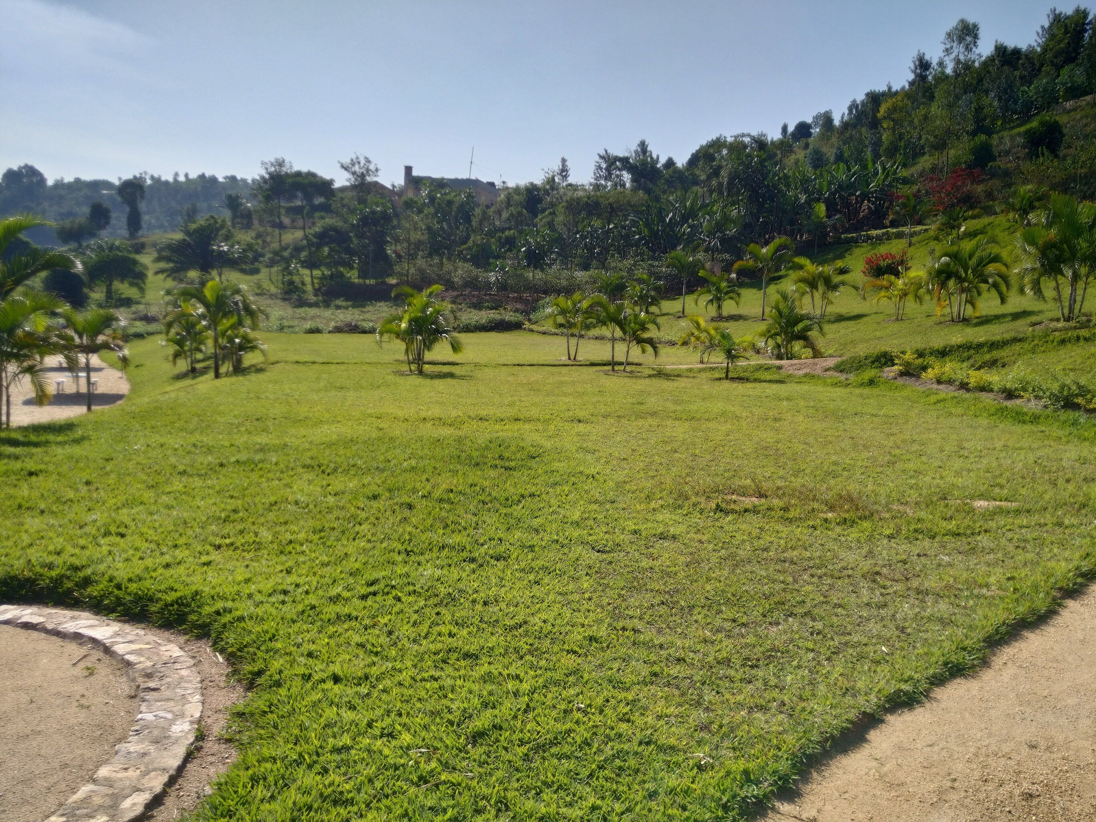 A grassy field with palm trees and a stone pathway.