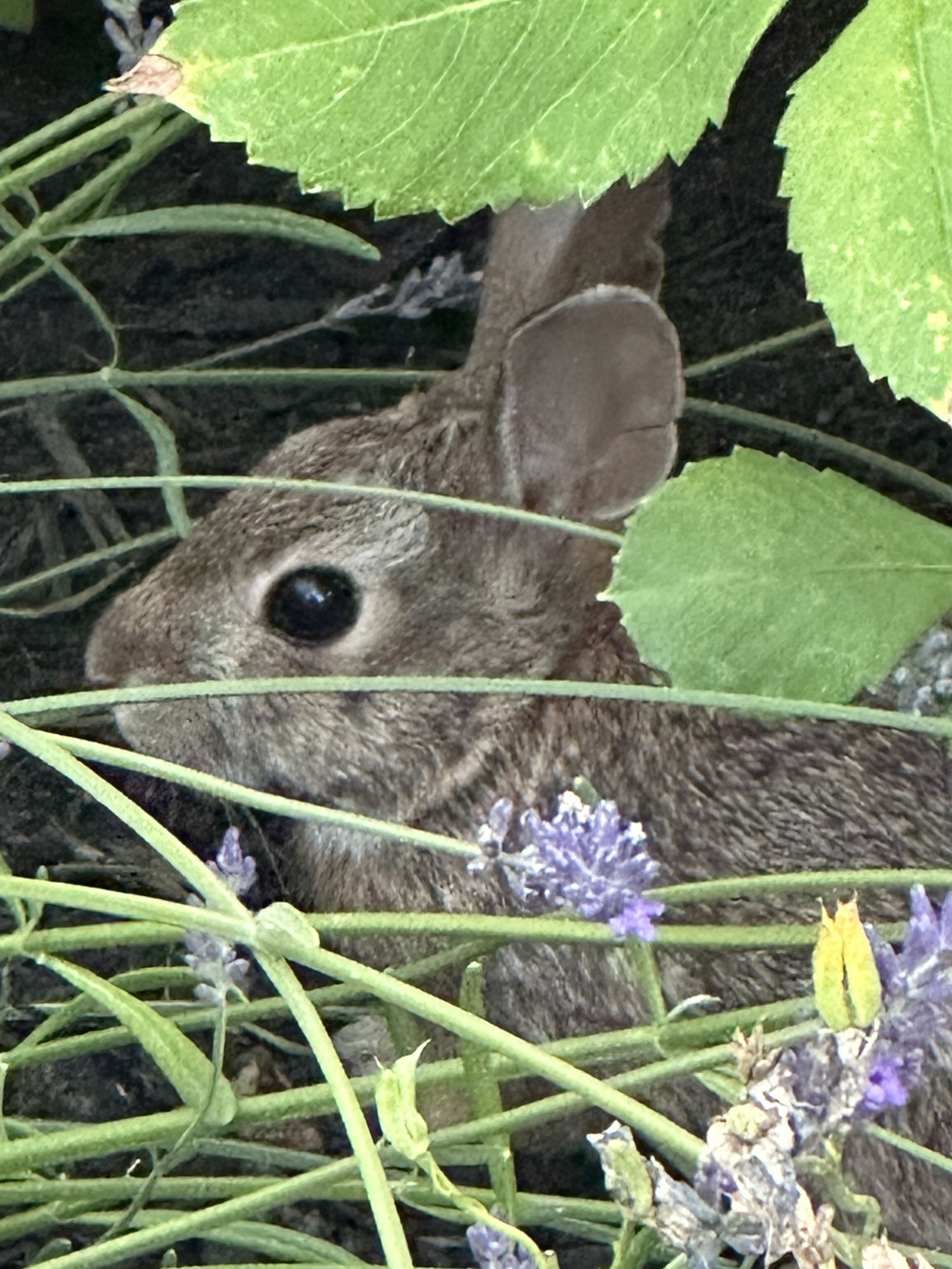 Un conejo oculto parcialmente entre follaje verde y flores púrpuras.
