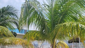 Una palmera en un patio con una valla blanca y un muro de piedra.