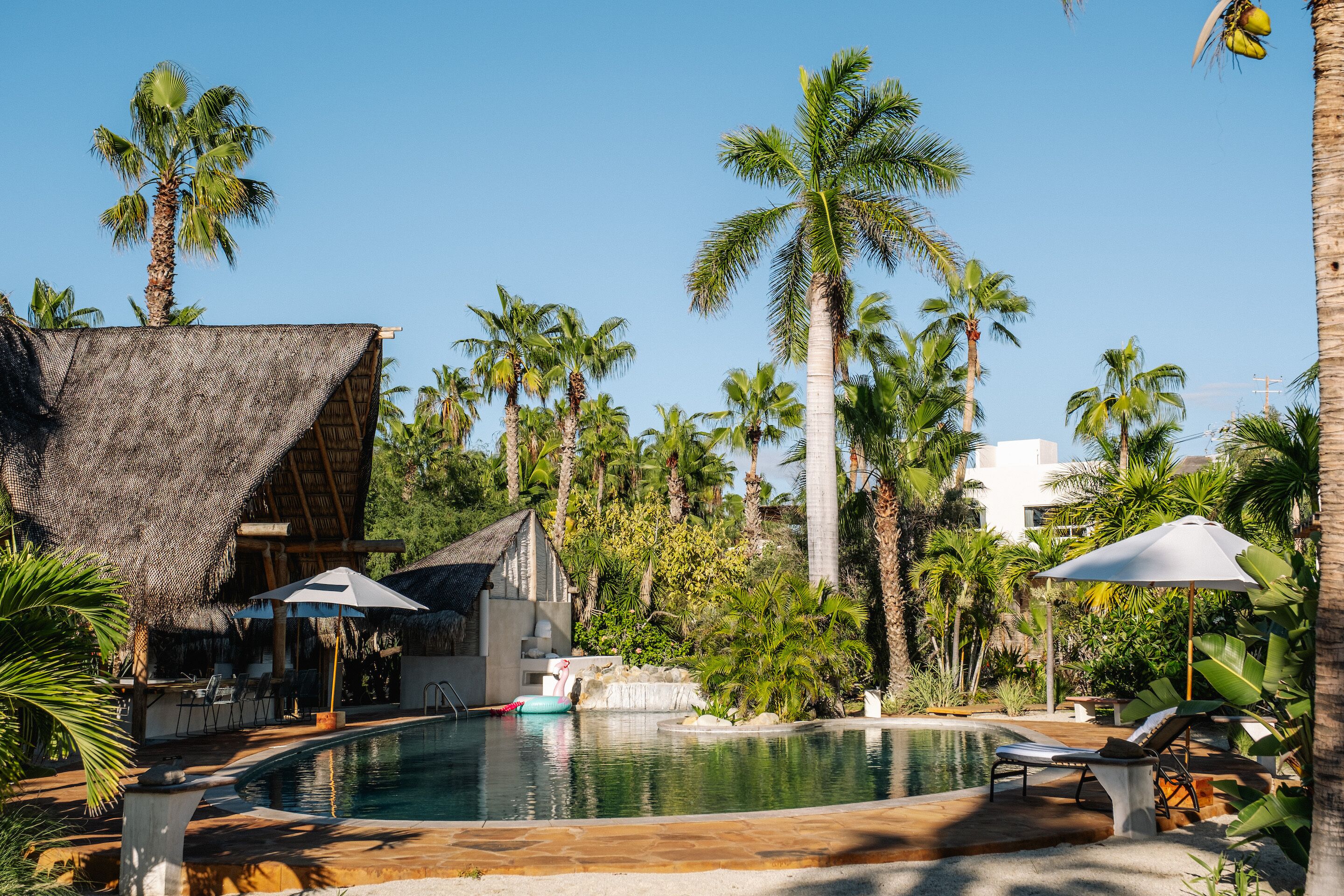 A pool area with lounge chairs, umbrellas, and palm trees.