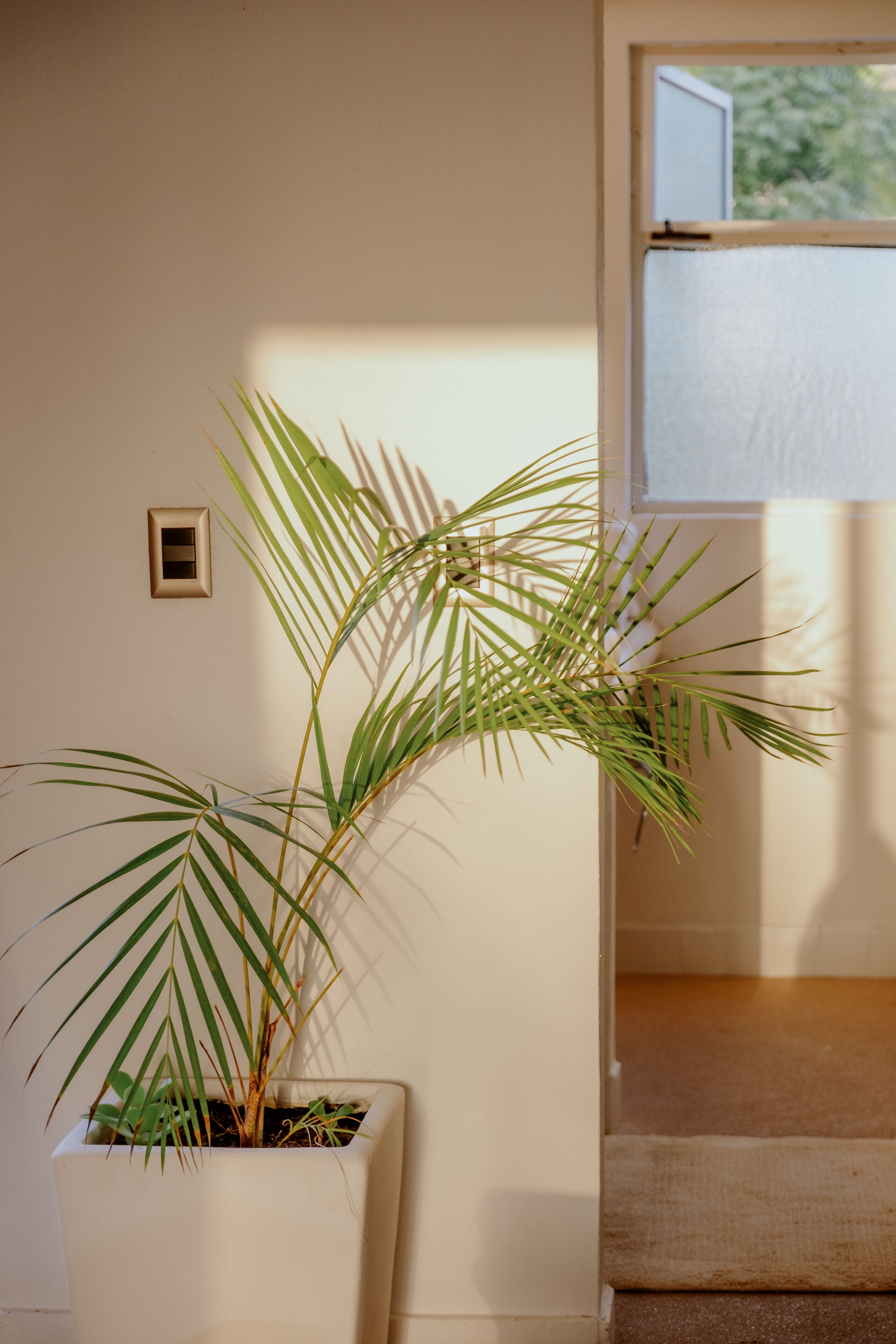 Una planta de palma en maceta blanca frente a una pared, con una pequeña rejilla cuadrada y una ventana al fondo.