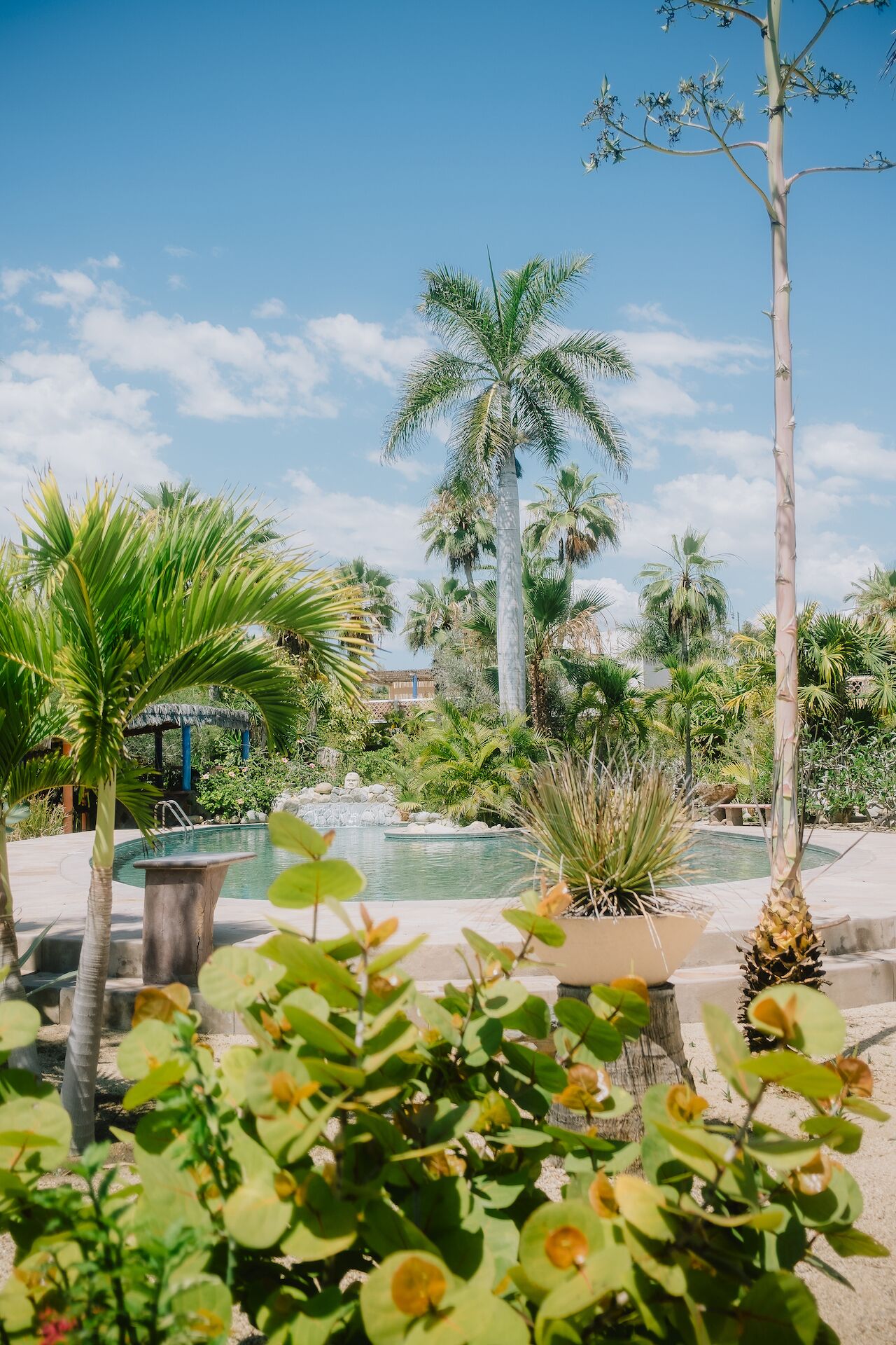 A pool surrounded by tropical plants and palm trees.