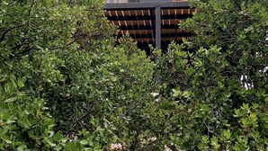 A building with a wooden facade and a triangular roof, surrounded by dense greenery. - orchid huts (Ajloun)