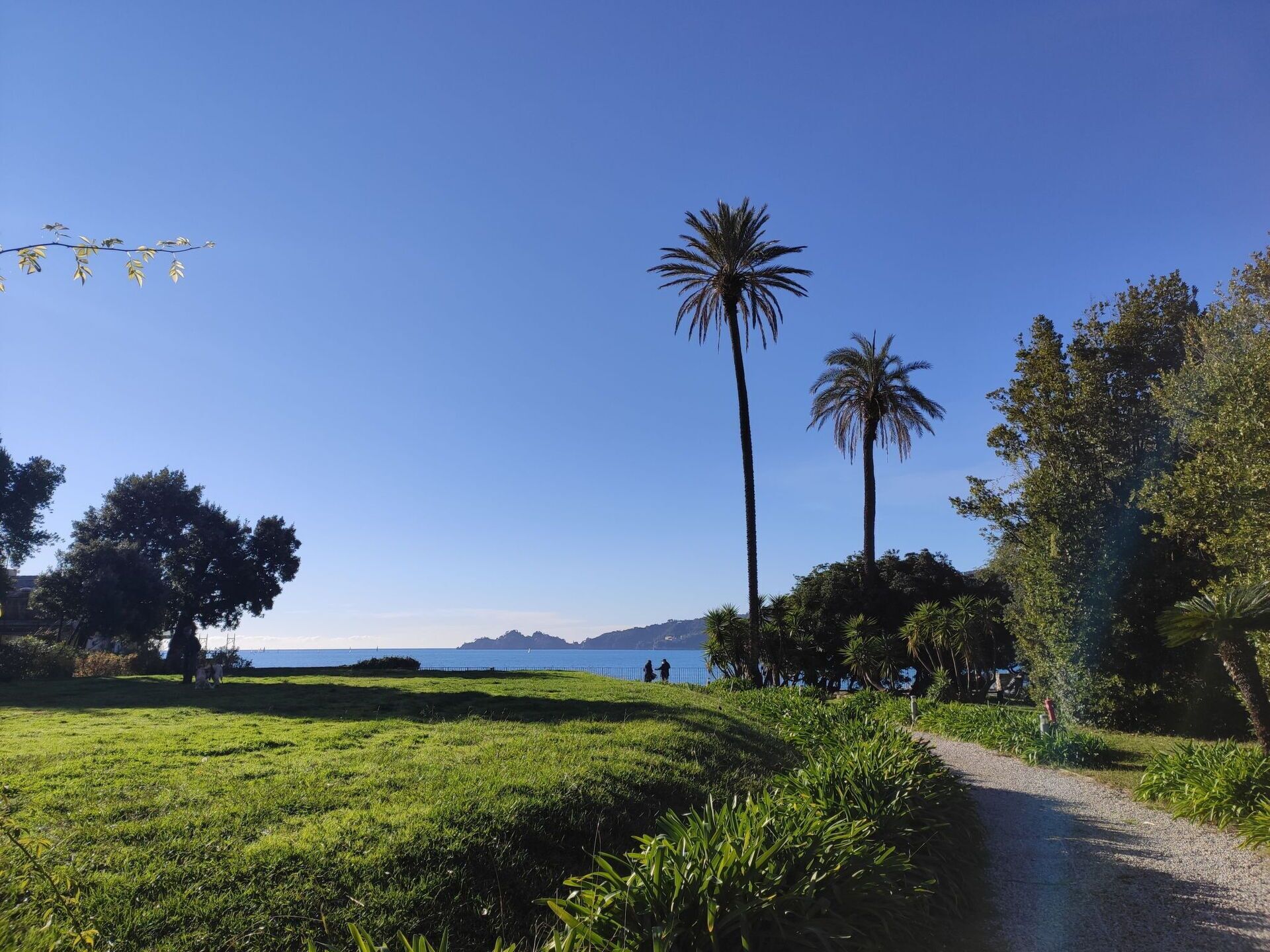 A pathway leading to a beach with palm trees and a clear blue sky.
