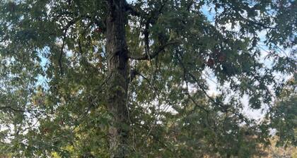 Experience Spring and Summer at a private Ozark Mountain Homestead