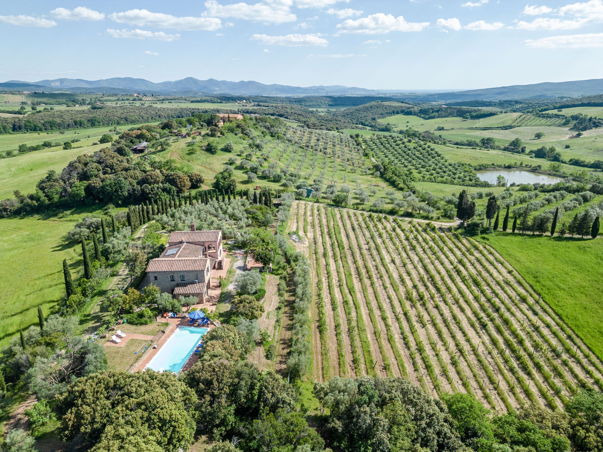 A vineyard with rows of grapevines, a swimming pool, and a building with a tiled roof.