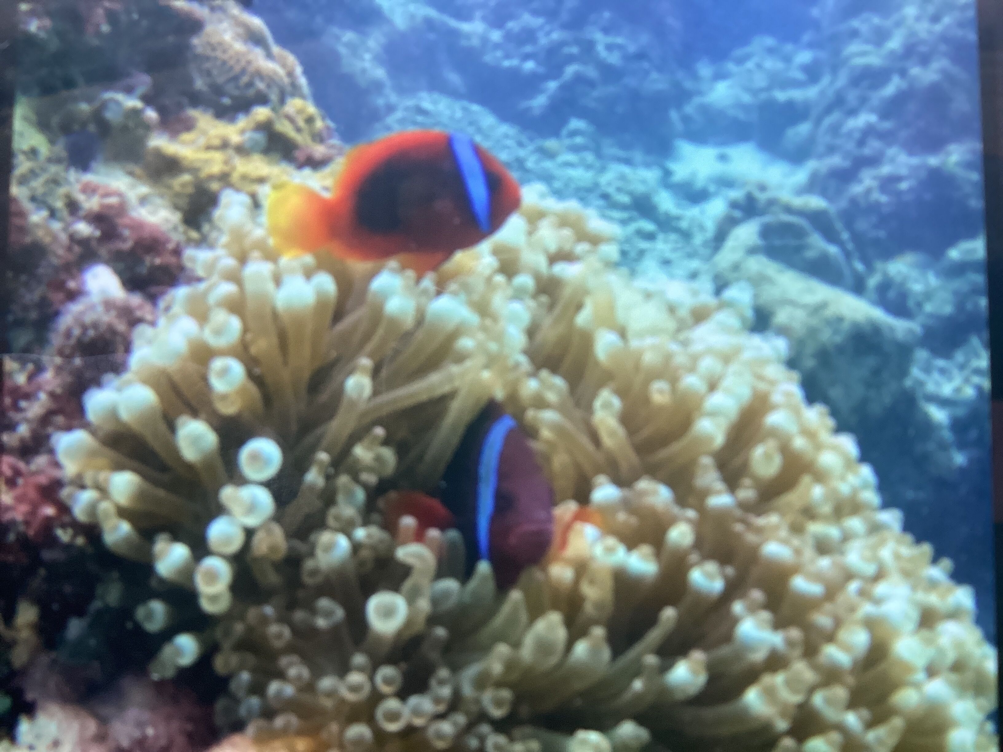 A clownfish among sea anemones.