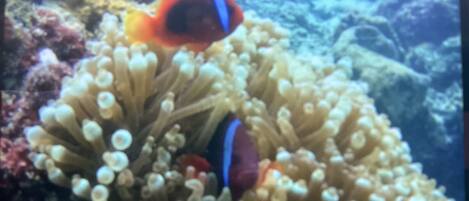 A clownfish among sea anemones.