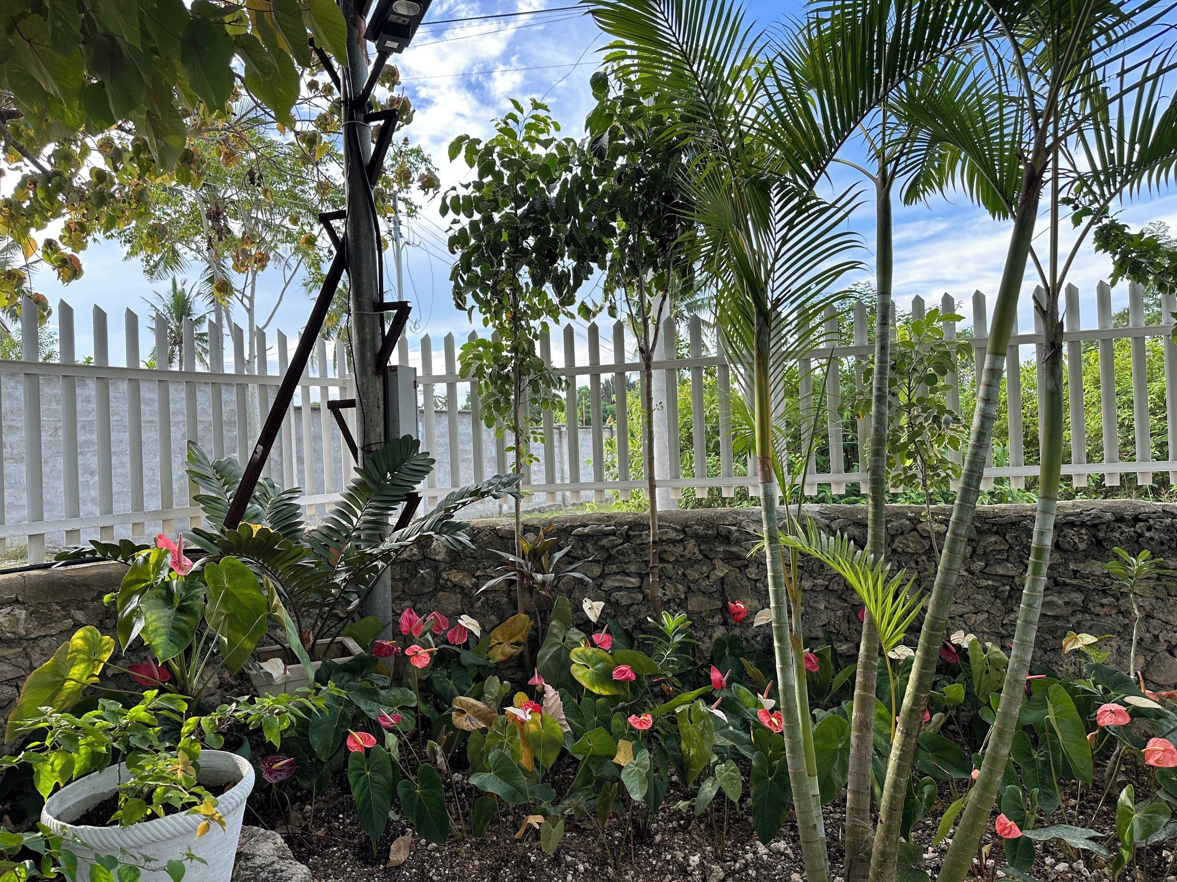 Un jardin avec différentes sortes de plantes et, au fond, une clôture blanche faite de piquets.