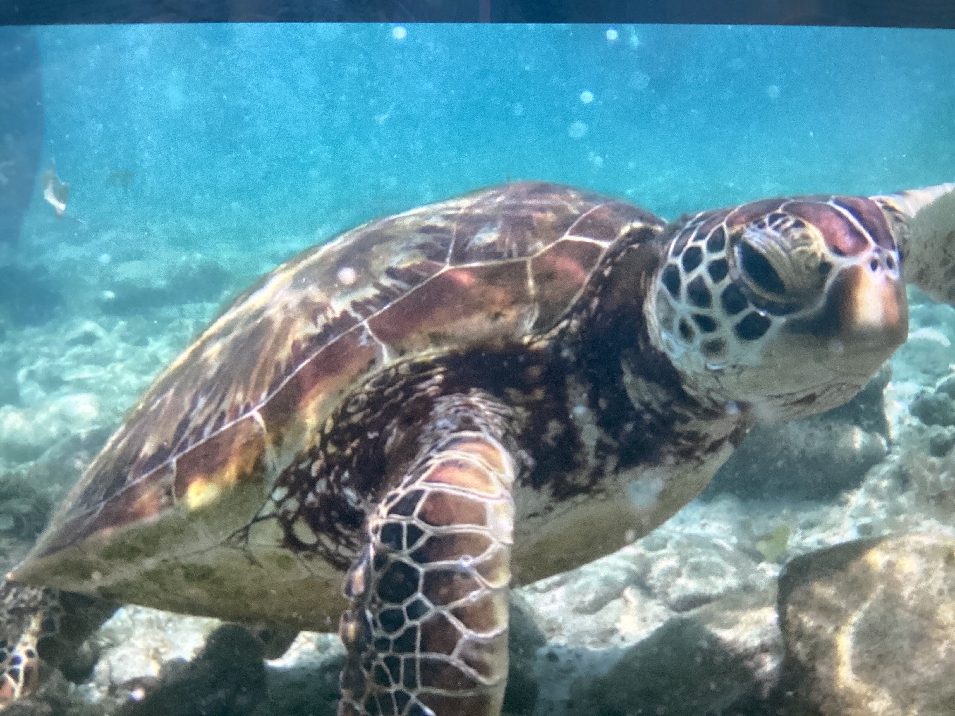 A sea turtle swimming underwater.
