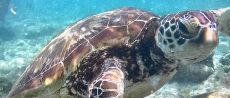 A sea turtle swimming underwater.