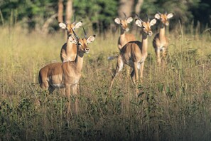 A group of antelopes in a grassy field.