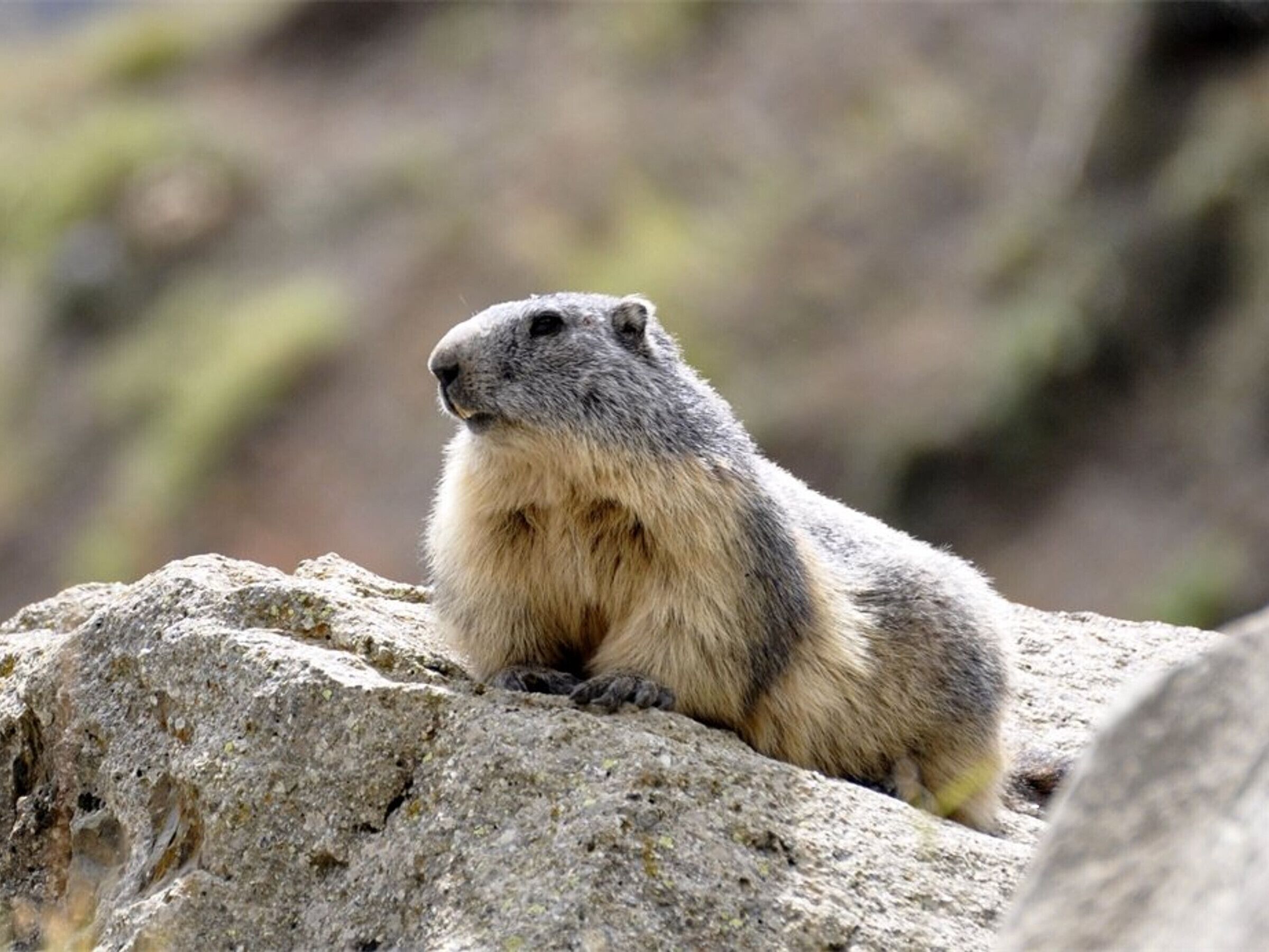 A marmot sitting on a rock.