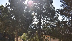 A natural landscape with trees and a building in the background.