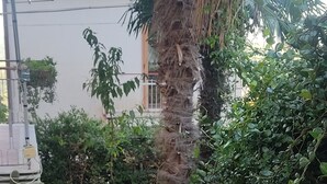 A garden area with a palm tree, potted plants, and a tiled patio. - 2 Bedroom Apartment in Campania (Campania)
