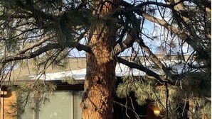 A wooden cabin with a large tree in front, a deck, and a window overlooking a snowy landscape. - The Buddha House - Luxurious North Boulder Retreat (Boulder)