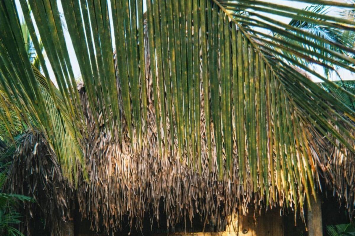 A rustic hut with a thatched roof, surrounded by lush greenery.