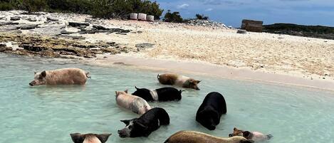 Sun-loungers, beach towels