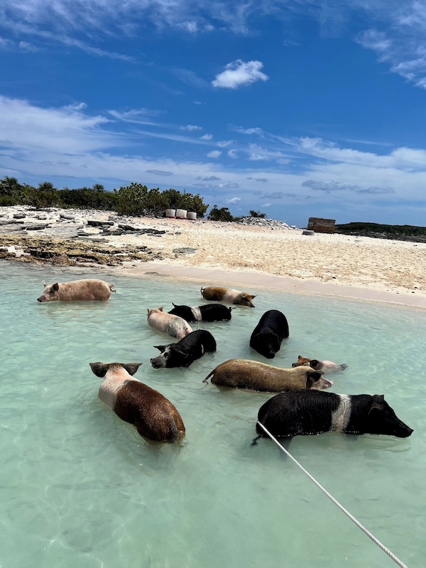 Sun-loungers, beach towels