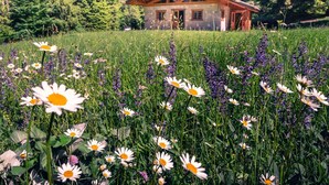 A wooden cabin with a stone foundation, surrounded by a field of daisies and purple flowers, with a forested backdrop. - Wonderful private villa for 6 guests with TV and pets allowed (Massimeno)