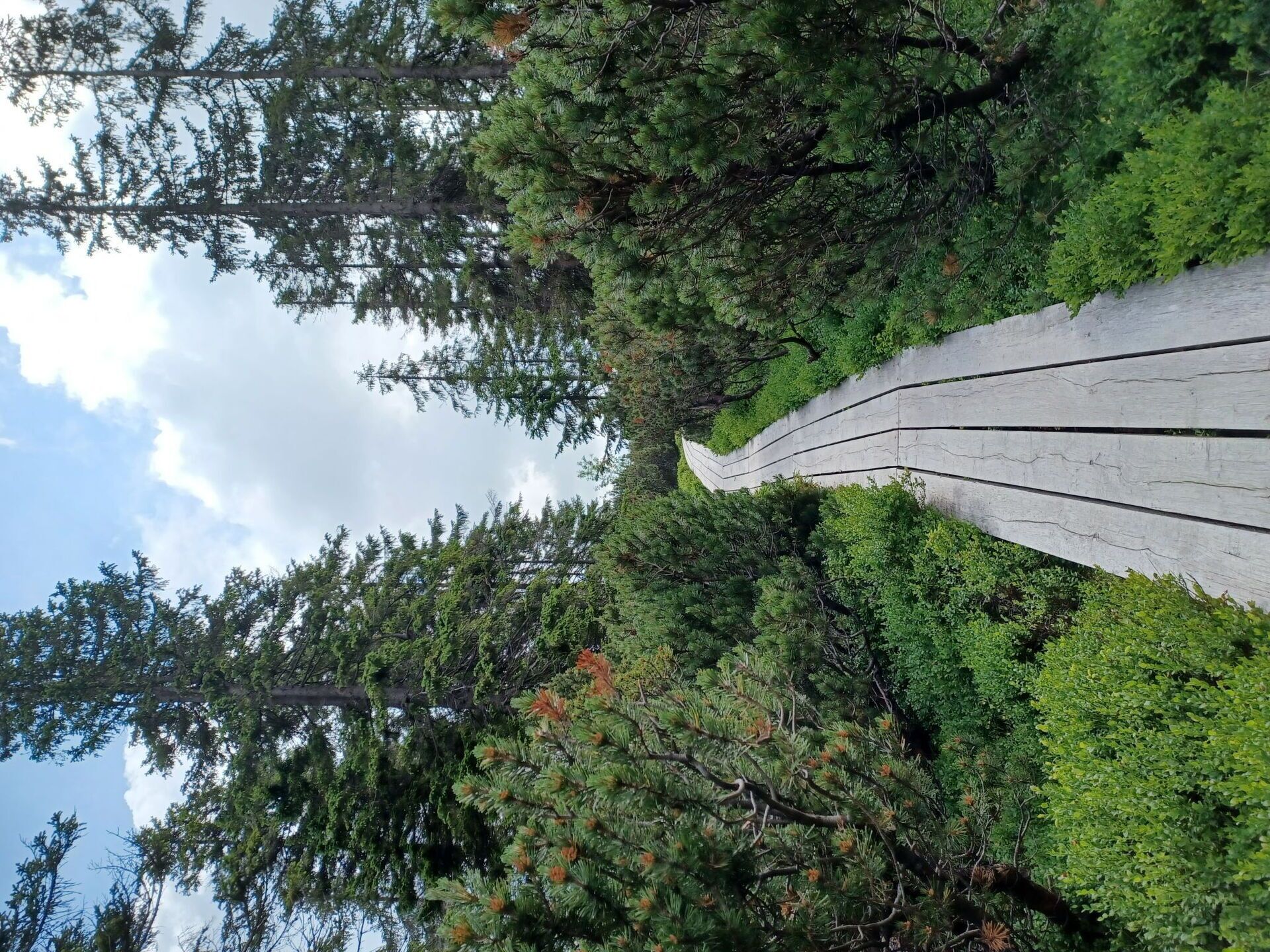 Ein Pfad durch einen Wald mit hohen Bäumen und dichtem Unterholz.