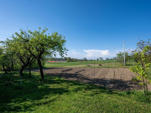 A vineyard with rows of grapevines and a clear blue sky.